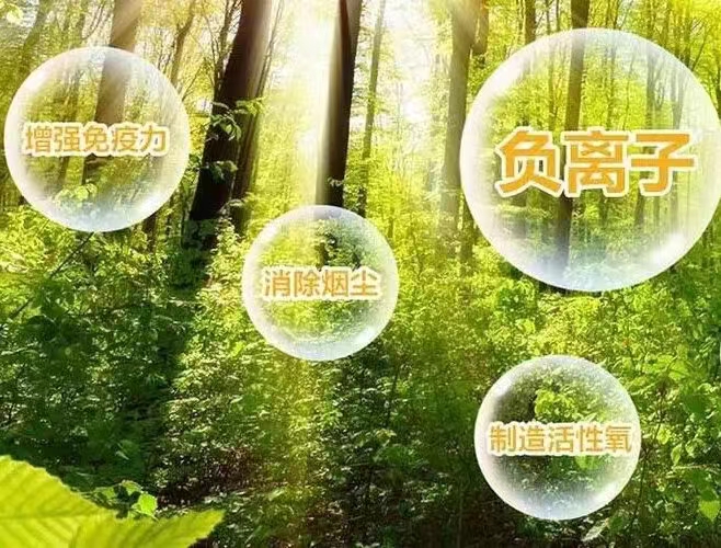 負氧離子森林.jpg